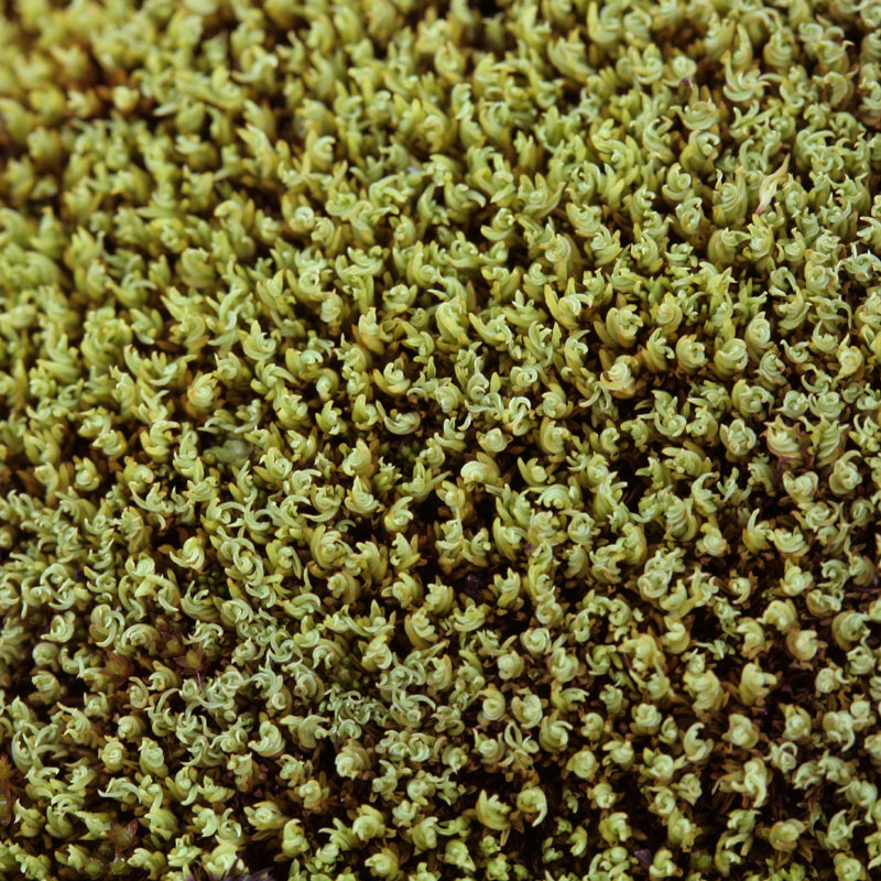 Tortella inclinata